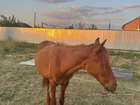 Caballo, Arabian horse — foto 2