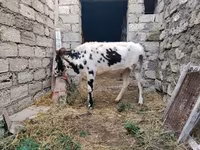Krowa, Russian Black pied cattle — zdjęcie 7