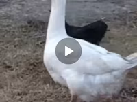 Geese — फ़ोटो 1