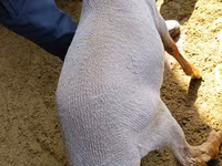 كبش, Kyrgyz Mountain merino sheep — الصورة 4