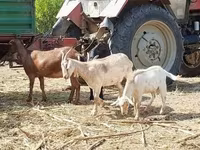 Chèvre, Nubian Goat — photo 4