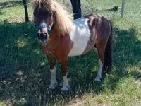 Hengst, Indian half-bred — Foto 1