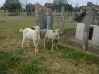 Ram, Merino sheep — photo 1