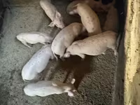 मादा सूअर, Ландрас — फ़ोटो 5