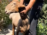 Brebis, Jaidara sheep — photo 1