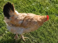 Chickens — Foto 2