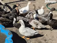 Ducks — Foto 1