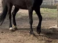 Yegua, Orlov Trotter — foto 3