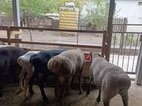 نعجة, Rhon sheep — الصورة 7