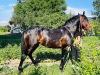 Cheval, Swedish warmblood horse — photo 8