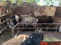 母羊, Rhon sheep — 照片 8