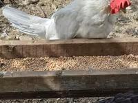 Chickens — फ़ोटो 3
