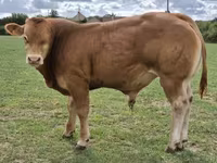 Taureau, Vache limousine — photo 1