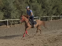 حصان, Karabakh horse — الصورة 1