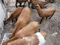 Beran, Cameroon sheep — foto 6