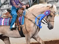 Mare, Palomino — photo 3
