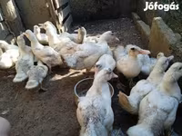 Ducks — 照片 8