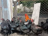 أوسترالورب — الصورة 4