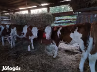 सांड, लिमोज़िन गाय — फ़ोटो 8