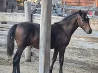 公马, Welsh Cob — 照片 7