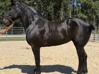 فرس, Percheron — الصورة 1