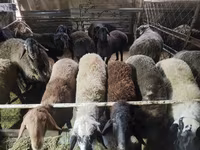 公羊, Edilbay sheep — 照片 4