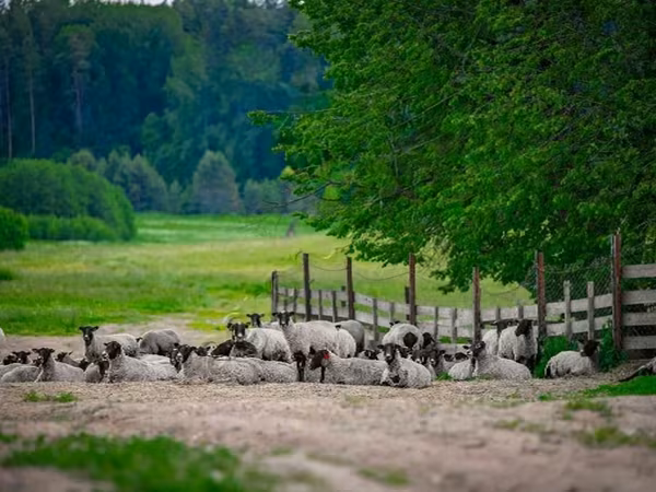 Widder, Romanov sheep