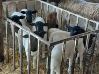 Brebis, Dorper sheep — photo 2