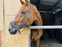 Кобила, Polish pony — фото 3