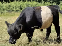 Taureau, Vache galloise — photo 1
