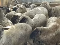 公羊, White Suffolk sheep — 照片 2