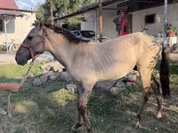 Horse (M), Tiger horse — photo 6