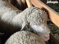 Widder, Ile-de-France sheep — Foto 3