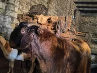 Boucs, Kamori goats — photo 1