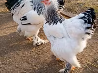 Brahma — Foto 8