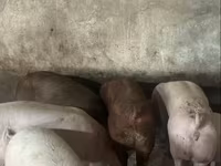 मादा सूअर, Дюрок — फ़ोटो 1