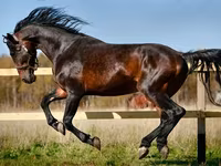Chevaux (lot, sexe non indiqué), Horse breed — photo 2