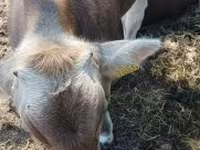 Toro, Raza carpatiana marrón — foto 4