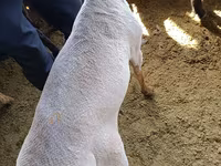 كبش, Kyrgyz Mountain merino sheep — الصورة 8