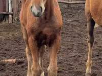 Jument, Thoroughbred horse — photo 8