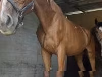 Кобила, Polish pony — фото 2