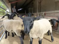 भेड़, White Suffolk sheep — फ़ोटो 3