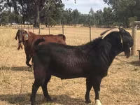 Goat, Boer goat — photo 4