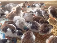 Chickens — 写真 2