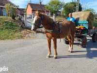 Horse (M), Horses — photo 4
