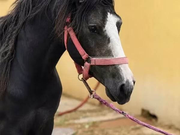 Kůň, Anglo-Arabian