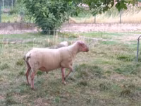 كبش, Rouge de l’Ouest sheep — الصورة 3