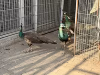 Chickens — الصورة 3
