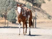 Horse (M), American paint horse — photo 6