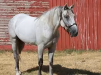 Cheval, Tennessee Walking Horse — photo 5